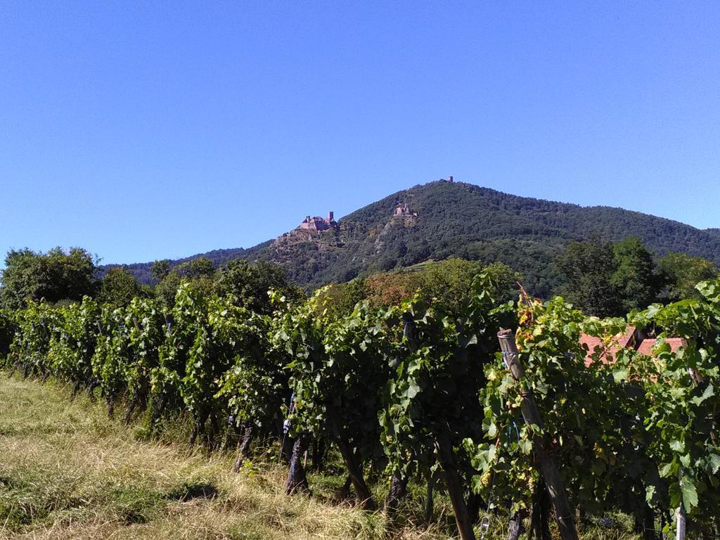 Gites & Camping On The Route Des Vins Bergheim Zewnętrze zdjęcie